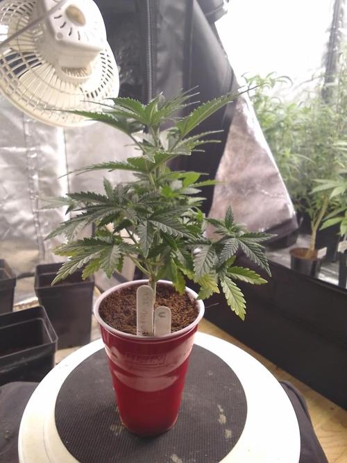 SUNSET SHERBET GO FAST. Week 4