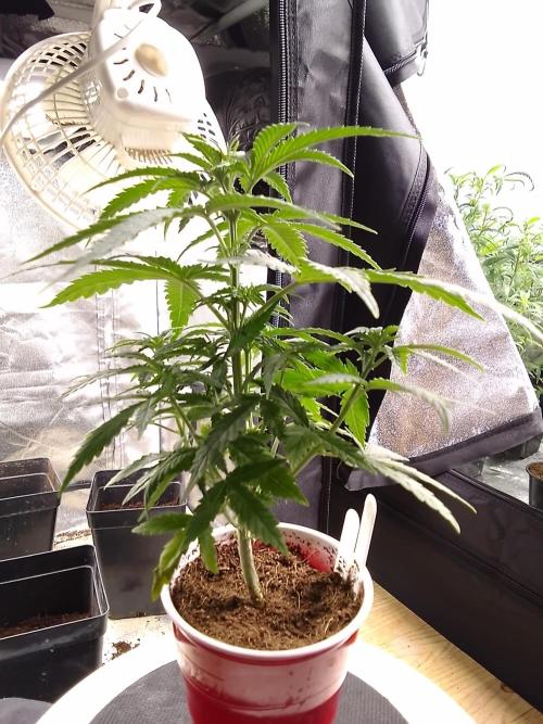 SUNSET SHERBET GO FAST. Week 4