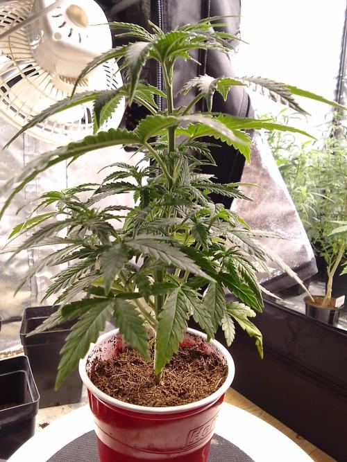SUNSET SHERBET GO FAST. Week 4