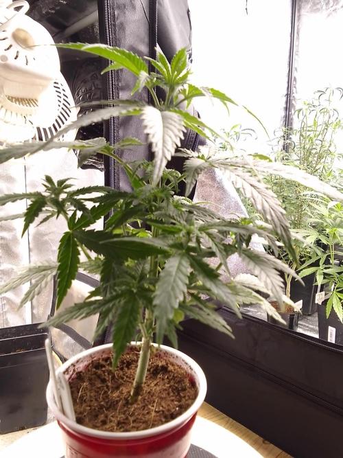 SUNSET SHERBET GO FAST. Week 4