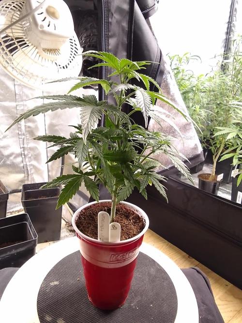 SUNSET SHERBET GO FAST. Week 4