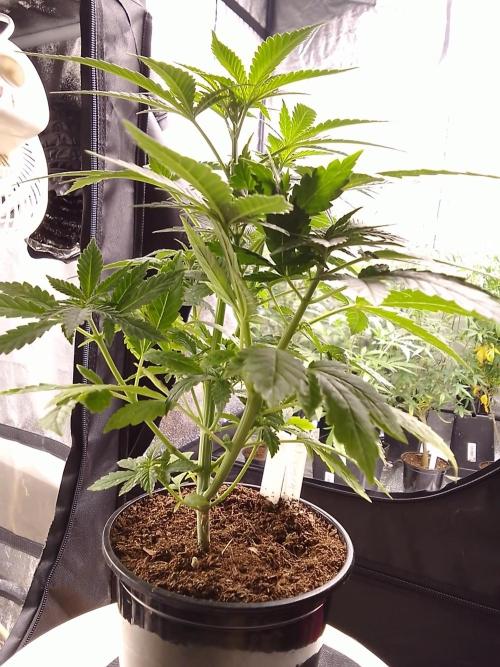 SUNSET SHERBET GO FAST. Week 4