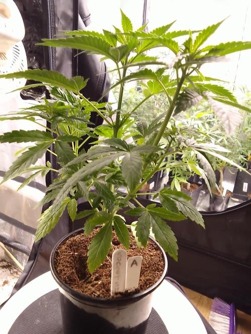SUNSET SHERBET GO FAST. Week 4