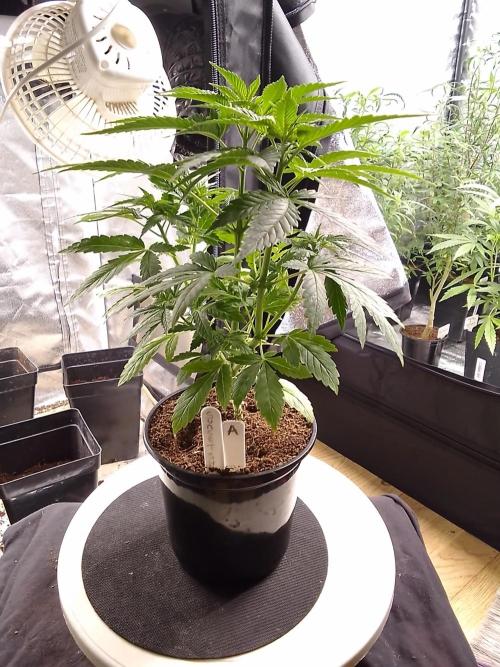 SUNSET SHERBET GO FAST. Week 4