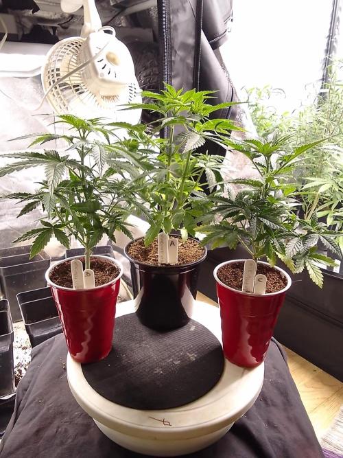 SUNSET SHERBET GO FAST. Week 4