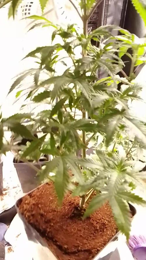 AMNESIA HAZE GO FAST kannabia seed's