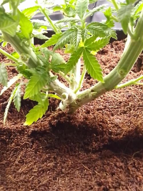 AMNESIA HAZE GO FAST kannabia seed's. Week 8