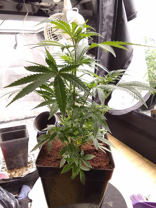AMNESIA HAZE GO FAST kannabia seed's. Week 8