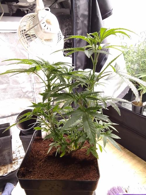 AMNESIA HAZE GO FAST kannabia seed's. Week 8