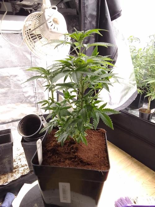 AMNESIA HAZE GO FAST kannabia seed's. Week 8