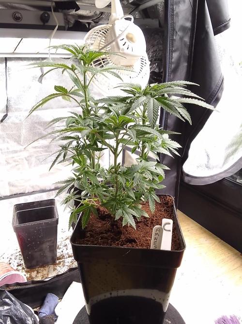 AMNESIA HAZE GO FAST kannabia seed's. Week 8
