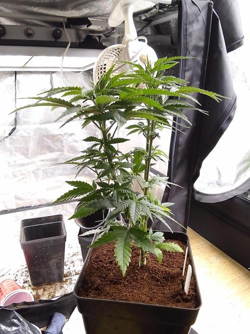 AMNESIA HAZE GO FAST kannabia seed's. Week 8