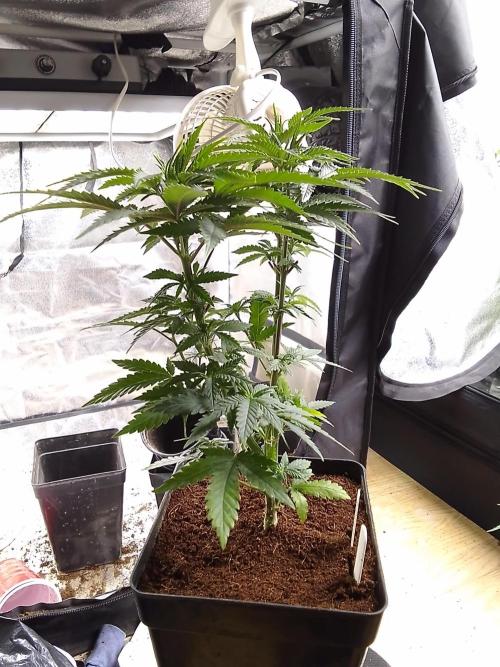 AMNESIA HAZE GO FAST kannabia seed's. Week 8
