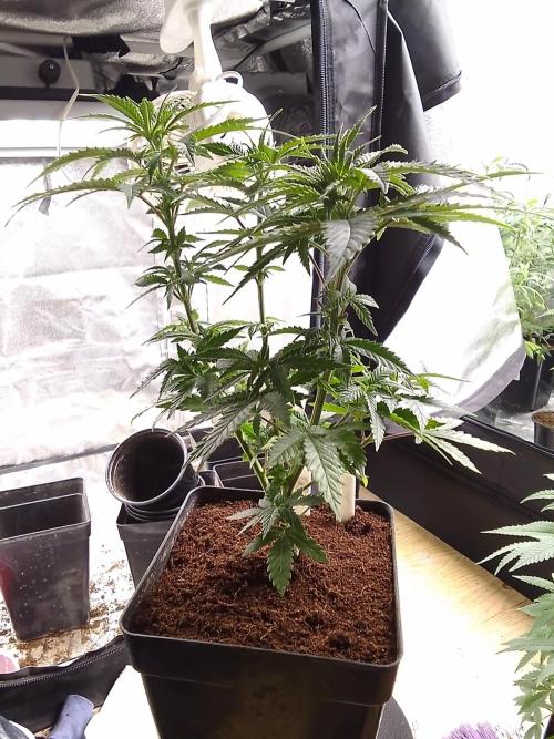 AMNESIA HAZE GO FAST kannabia seed's. Week 8