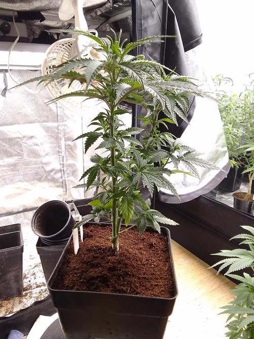 AMNESIA HAZE GO FAST kannabia seed's. Week 8