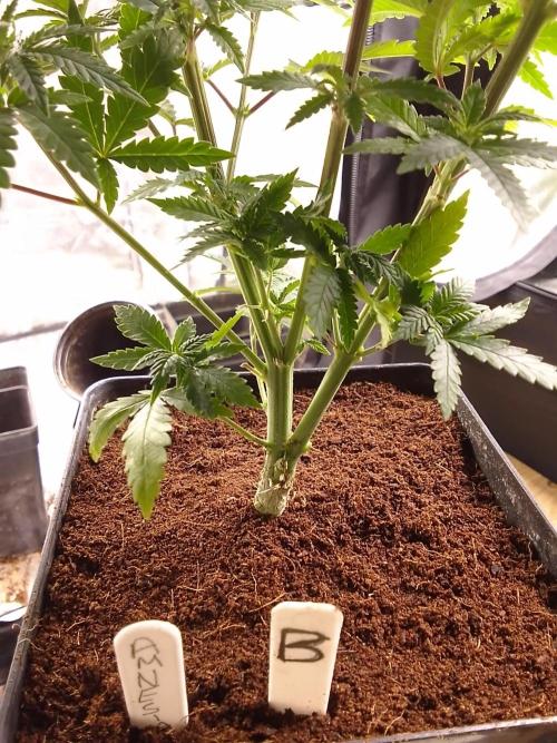 AMNESIA HAZE GO FAST kannabia seed's. Week 8