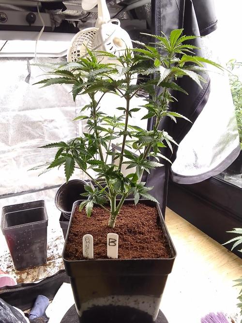 AMNESIA HAZE GO FAST kannabia seed's. Week 8