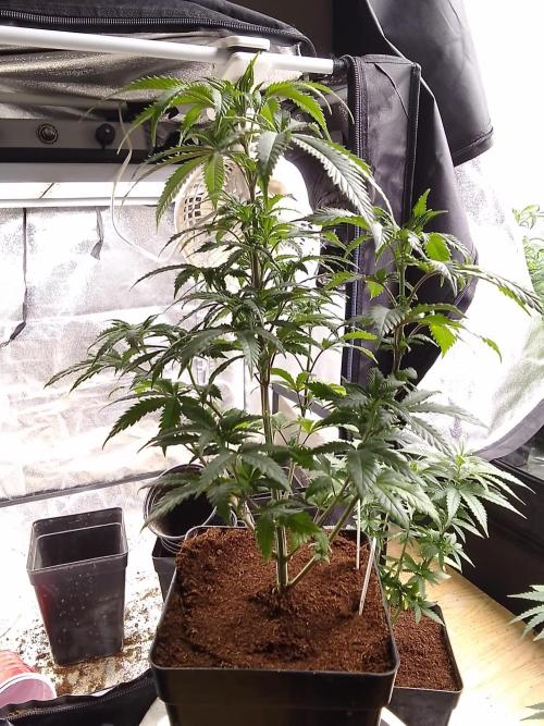 AMNESIA HAZE GO FAST kannabia seed's. Week 8