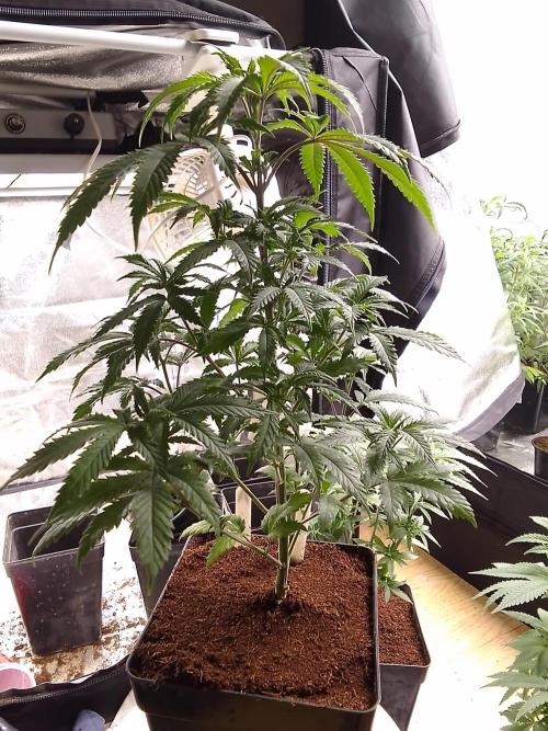 AMNESIA HAZE GO FAST kannabia seed's. Week 8