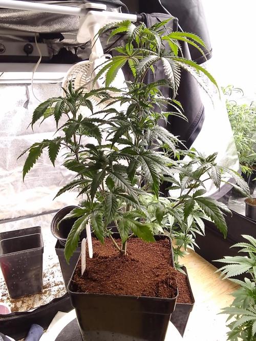 AMNESIA HAZE GO FAST kannabia seed's. Week 8