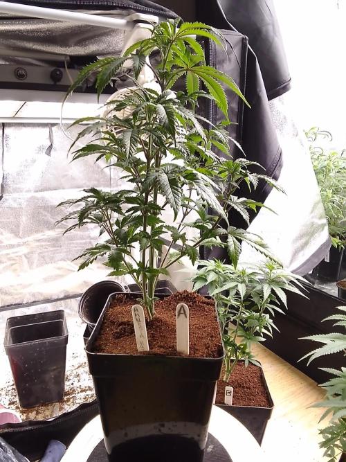 AMNESIA HAZE GO FAST kannabia seed's. Week 8
