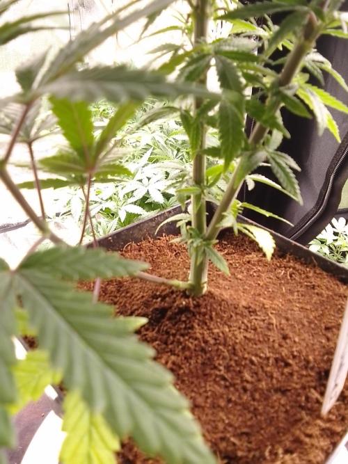 CANDY CREAM GO FAST. Week 5