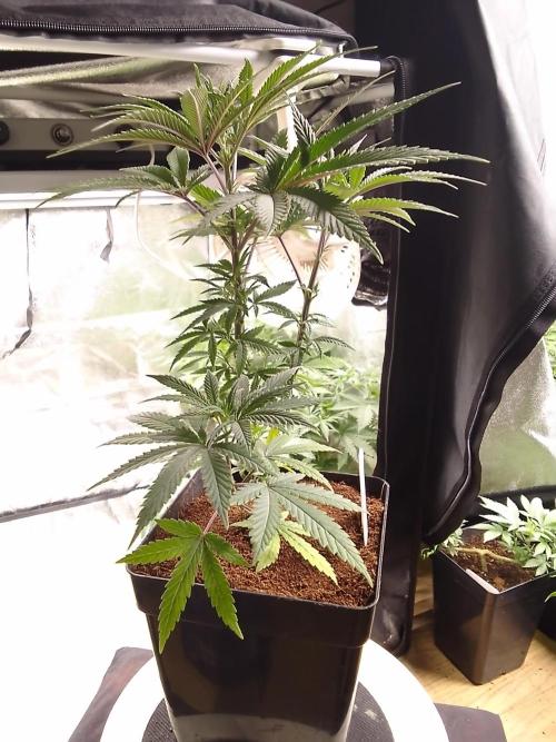 CANDY CREAM GO FAST. Week 5