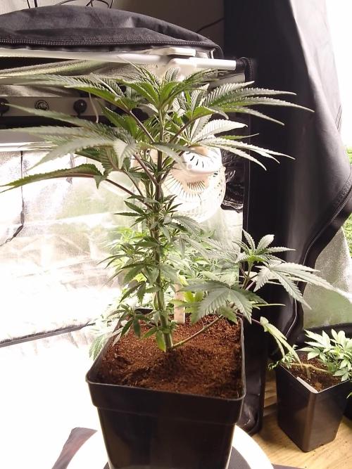 CANDY CREAM GO FAST. Week 5