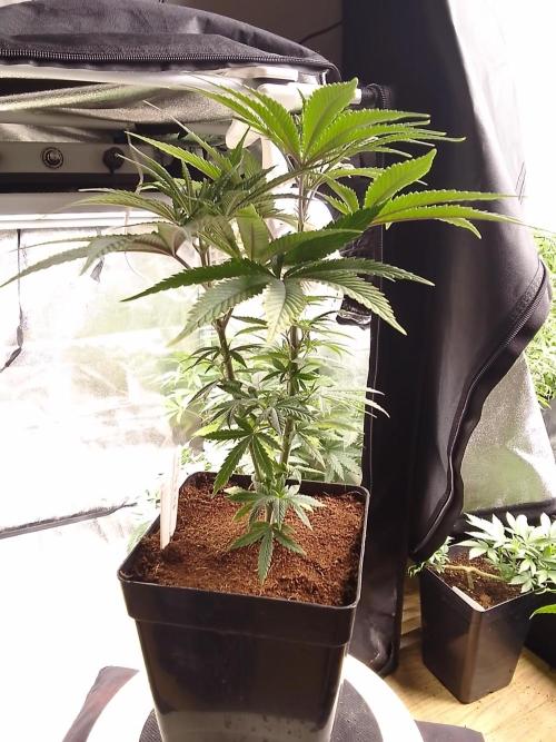 CANDY CREAM GO FAST. Week 5