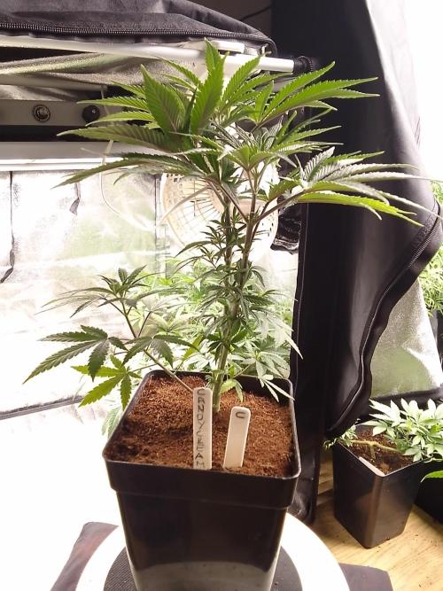 CANDY CREAM GO FAST. Week 5