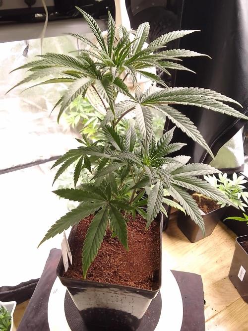 CANDY CREAM GO FAST. Week 5