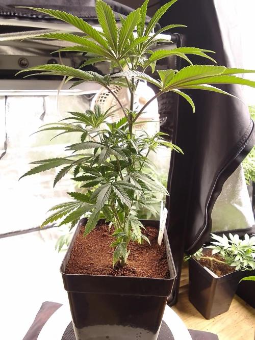 CANDY CREAM GO FAST. Week 5
