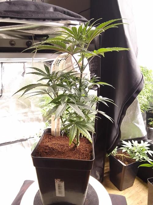 CANDY CREAM GO FAST. Week 5