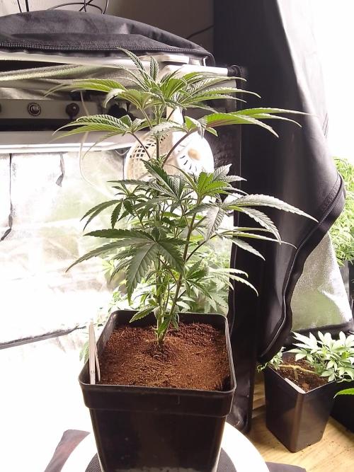 CANDY CREAM GO FAST. Week 5