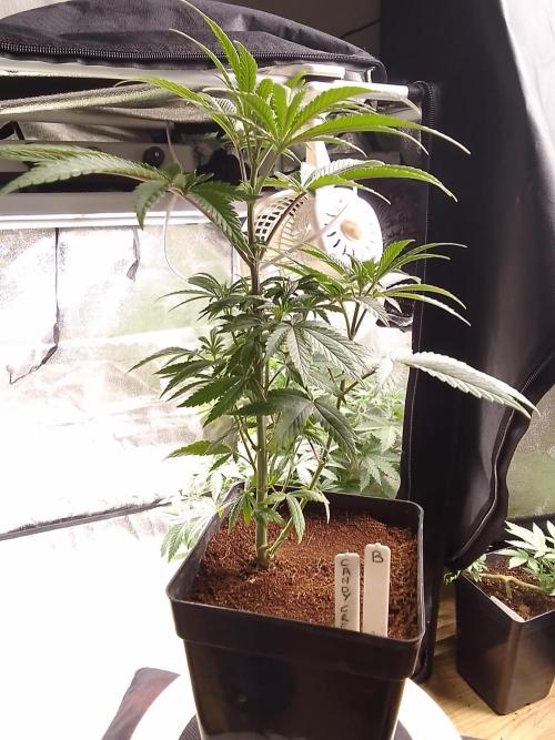 CANDY CREAM GO FAST. Week 5