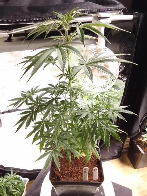 CANDY CREAM GO FAST. Week 5