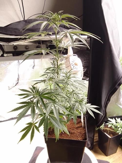 CANDY CREAM GO FAST. Week 5