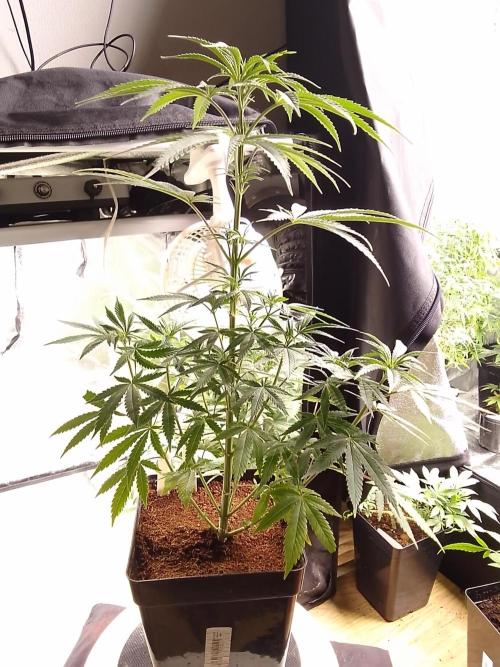 CANDY CREAM GO FAST. Week 5