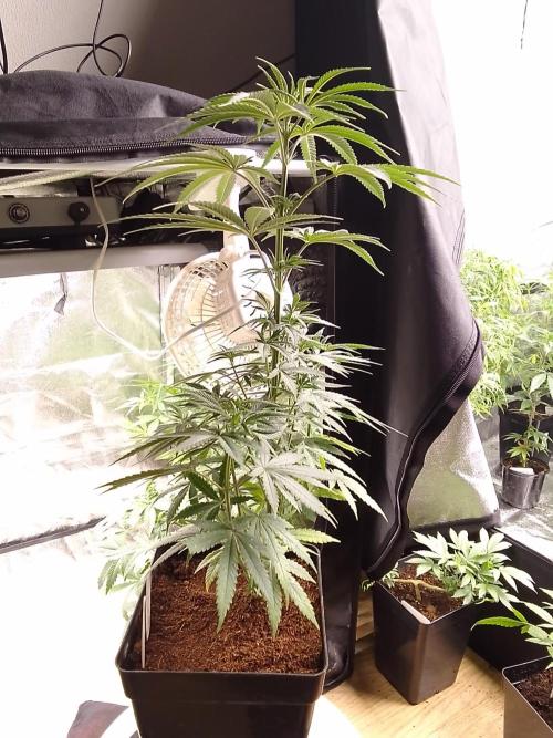 CANDY CREAM GO FAST. Week 5