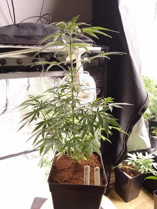 CANDY CREAM GO FAST. Week 5