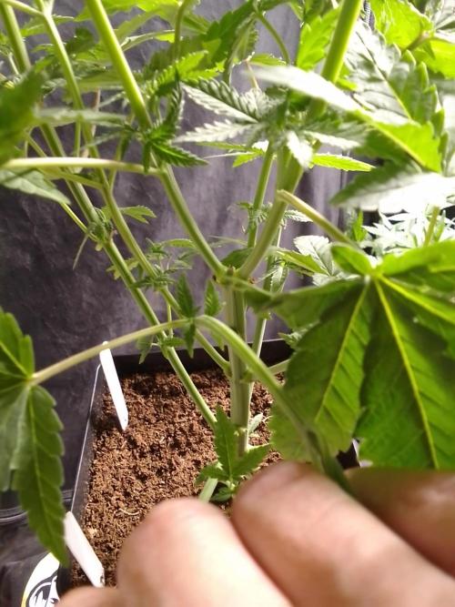 PURE SKUNK . Week 5