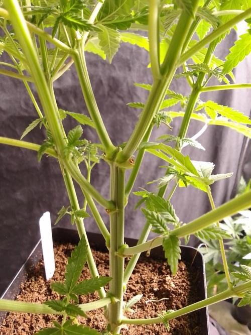 PURE SKUNK . Week 5