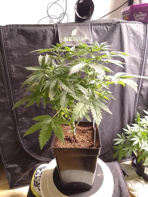PURE SKUNK . Week 5