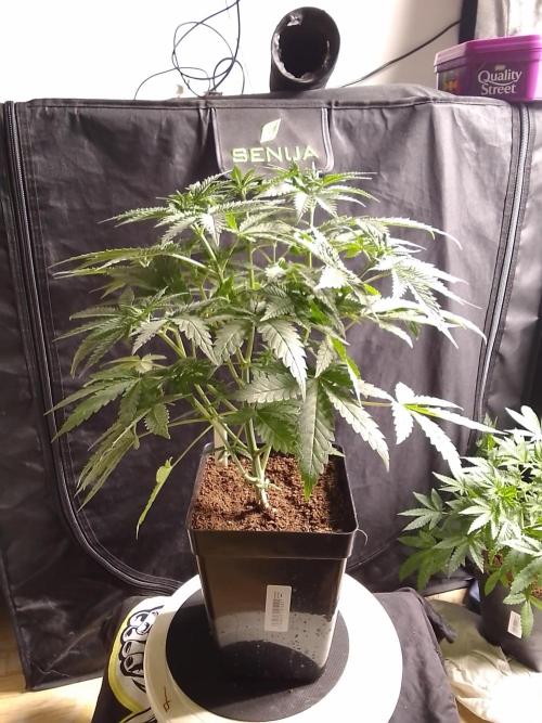 PURE SKUNK . Week 5