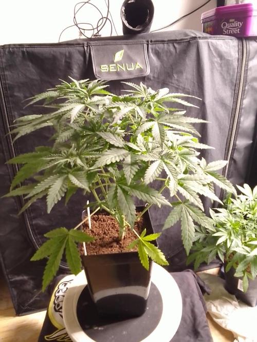 PURE SKUNK . Week 5