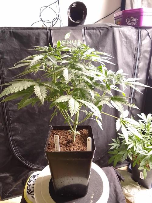 PURE SKUNK . Week 5