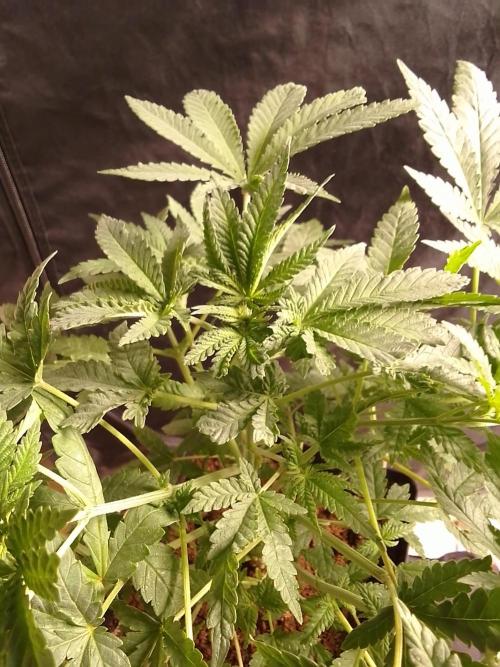 PURE SKUNK . Week 5