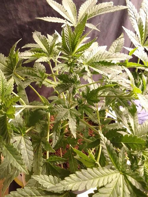 PURE SKUNK . Week 5