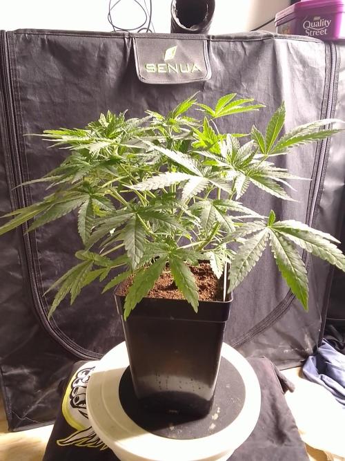 PURE SKUNK . Week 5