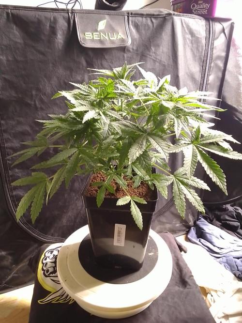 PURE SKUNK . Week 5